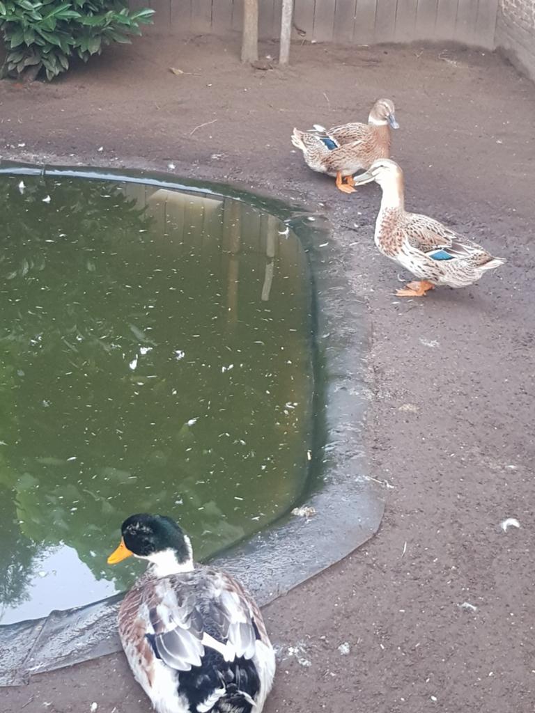 Rouan eendjes, Dieren en Toebehoren