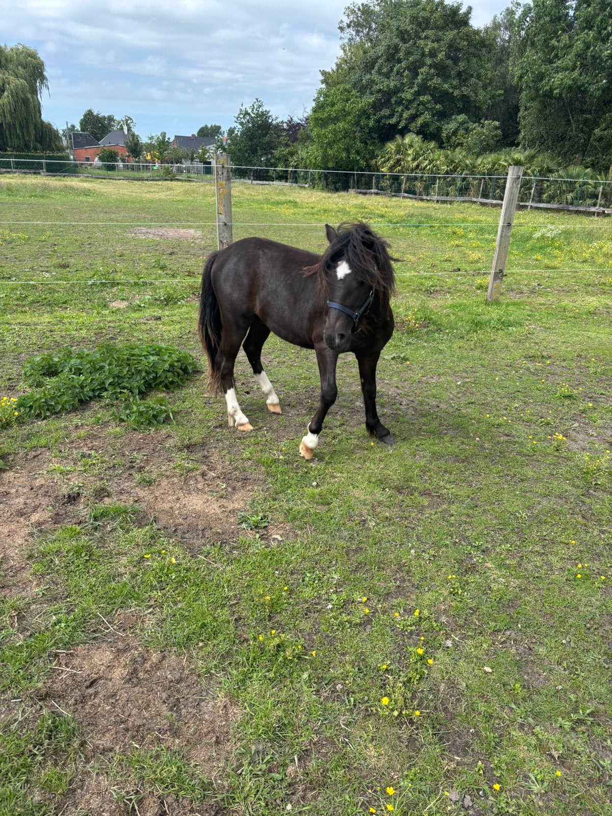 Poney gallois