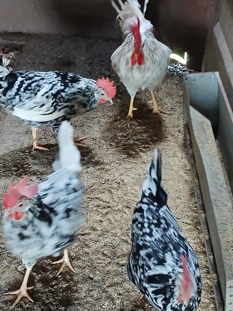 Broedeieren bonte en blauwbonte leghorn, Dieren en Toebehoren, Pluimvee, Geslacht onbekend, Kip