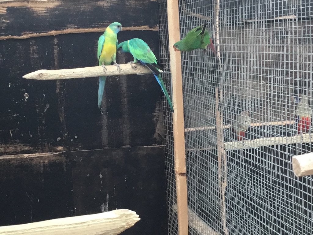 Cloncurry parkiet, Dieren en Toebehoren, Parkiet