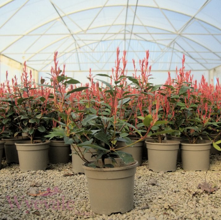 Photinia fraseri 'Red Robin' Haagplanten in pot, Jardin & Terrasse, Enlèvement, Haie, Moins de 100 cm