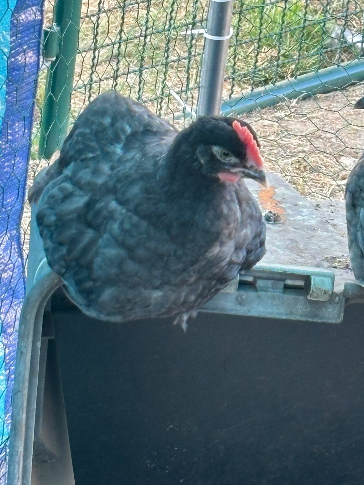 Blauw koper marans haan  11 weken, Dieren en Toebehoren