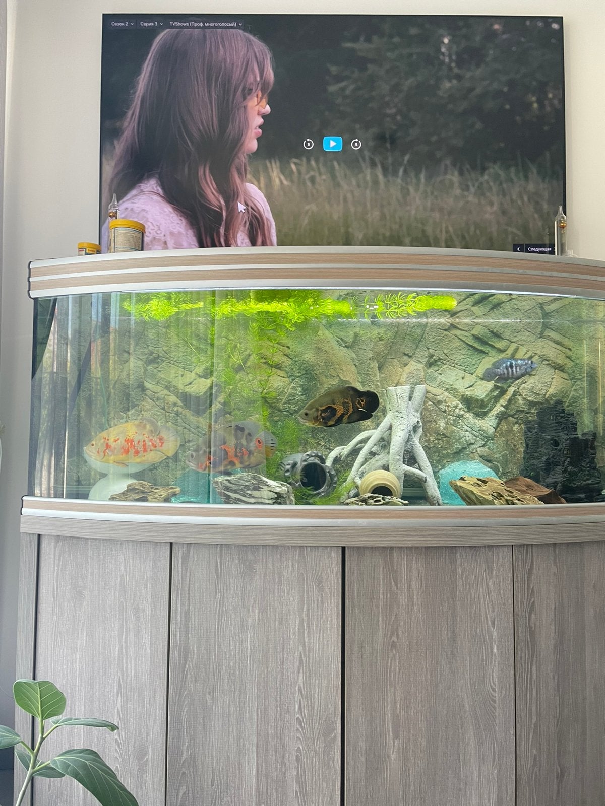 Vissen, Oscar cichlid, 30 cm, koppel, Enlèvement, Comme neuf