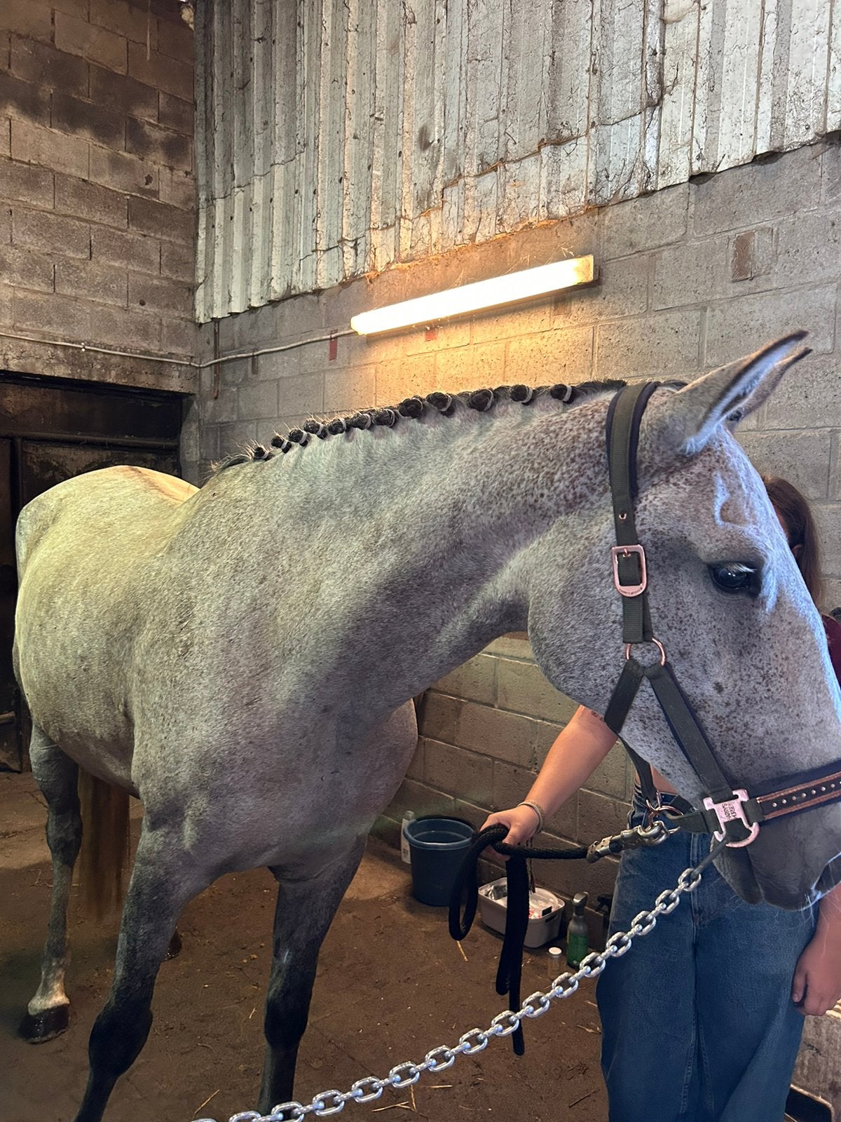 8 jarige merrie, Dieren en Toebehoren, Paarden, Merrie, B, 160 tot 165 cm, 7 tot 10 jaar, Recreatiepaard, Gechipt, Ontwormd, Ingeënt