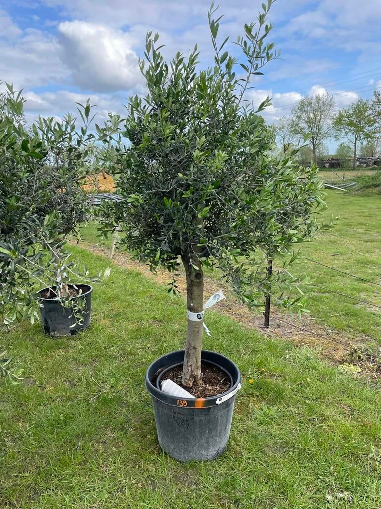 ‼️olijfbomen olea europaea aan onklopbare prijzen ‼️, Tuin en Terras, Ophalen