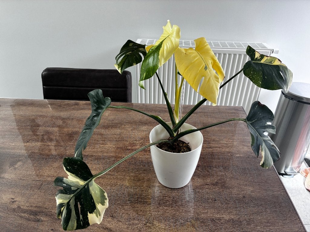 Monstera Thai Con Ivory, Autres espèces, En pot, Enlèvement ou Envoi, Plante à fleurs