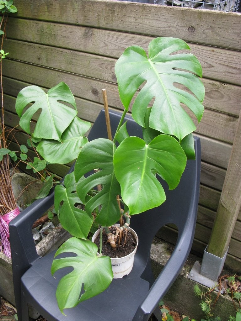 Monstera deliciosa, Enlèvement, Autres espèces, En pot, 150 à 200 cm