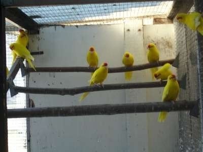 kakarikis, Plusieurs animaux, Perruche, Bagué