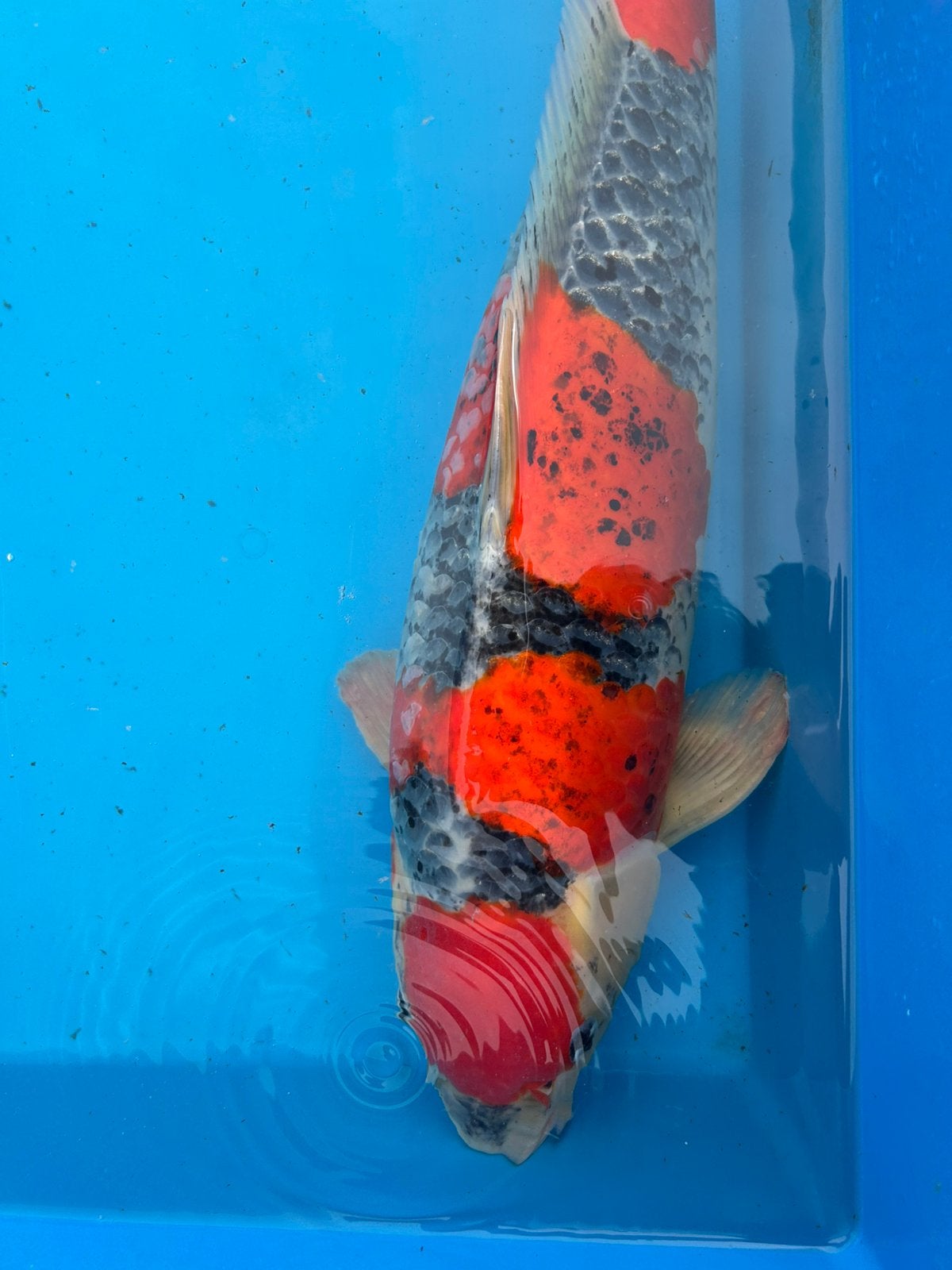 Japanse Koi Goshiki 54 cm