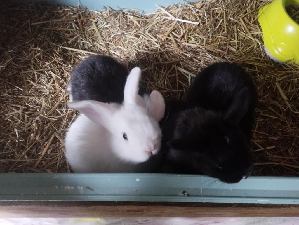 Te koop baby konijntjes, Dieren en Toebehoren, Konijnen, Geslacht onbekend, Klein, 0 tot 2 jaar
