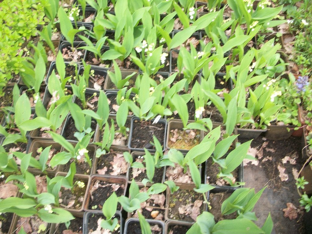Convolaria majalis of meiklokje, Tuin en Terras, Planten | Tuinplanten, Ophalen, Bodembedekkers, Vaste plant, Halfschaduw