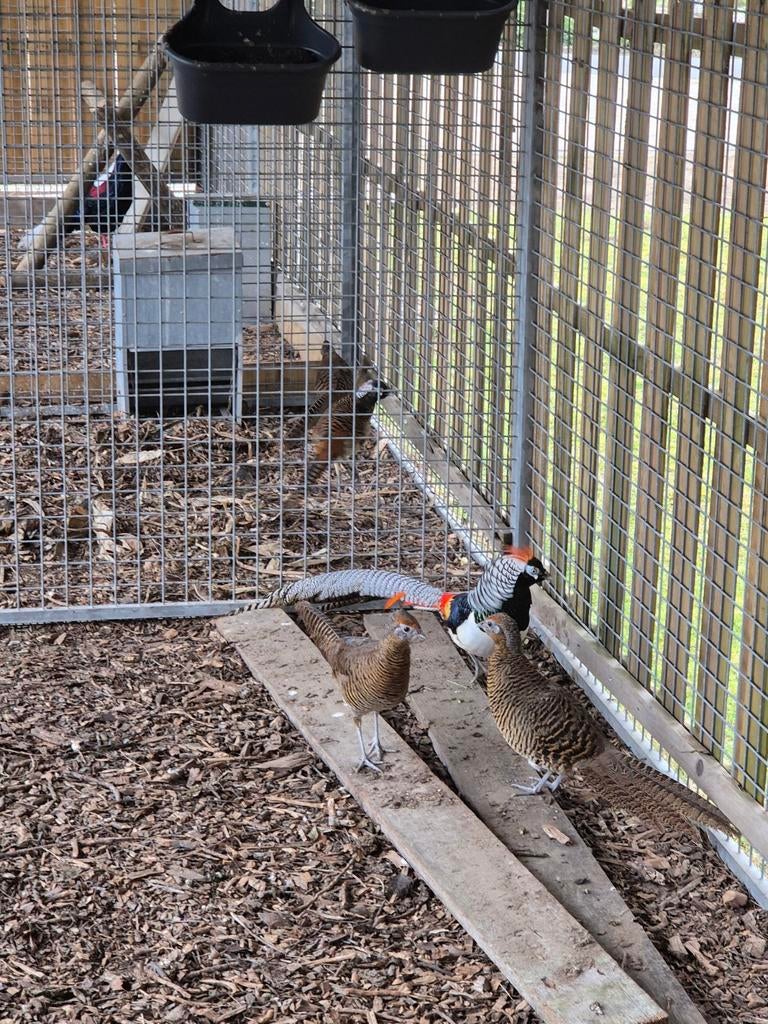 Lady Amherst fazanten, Dieren en Toebehoren