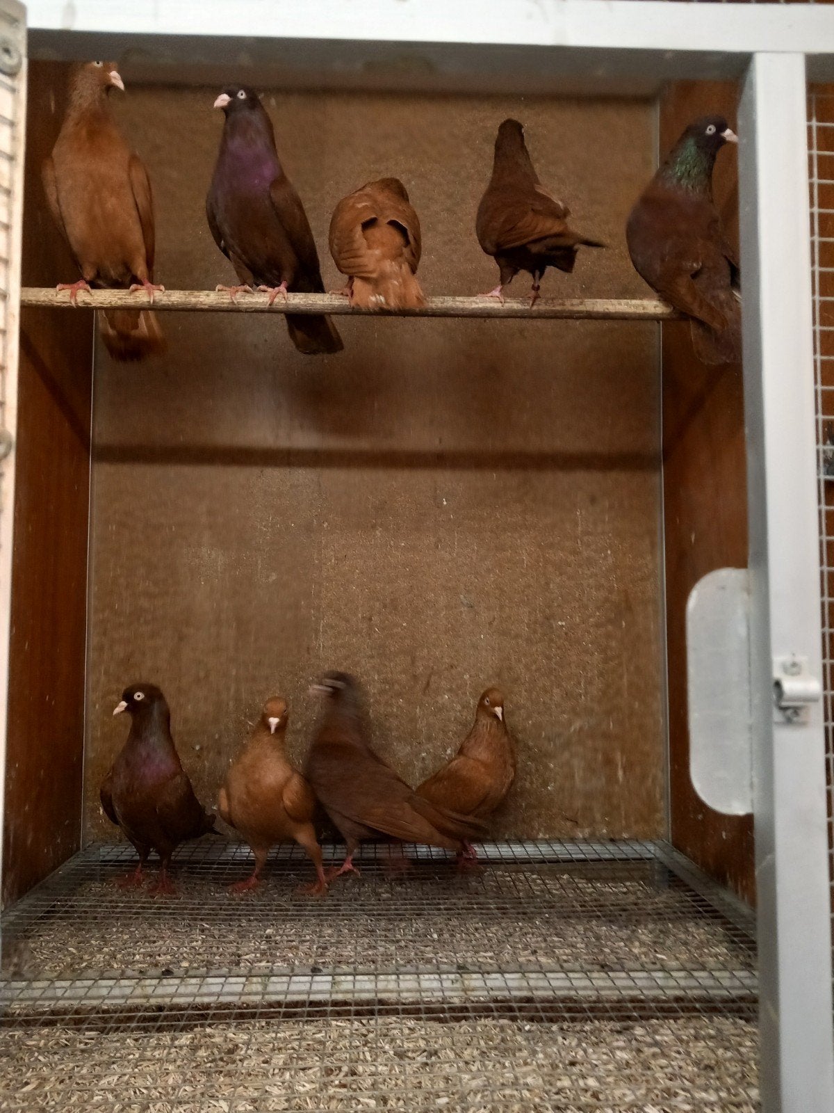 Mooie belgische tuimelaars, Dieren en Toebehoren, Vogels | Duiven