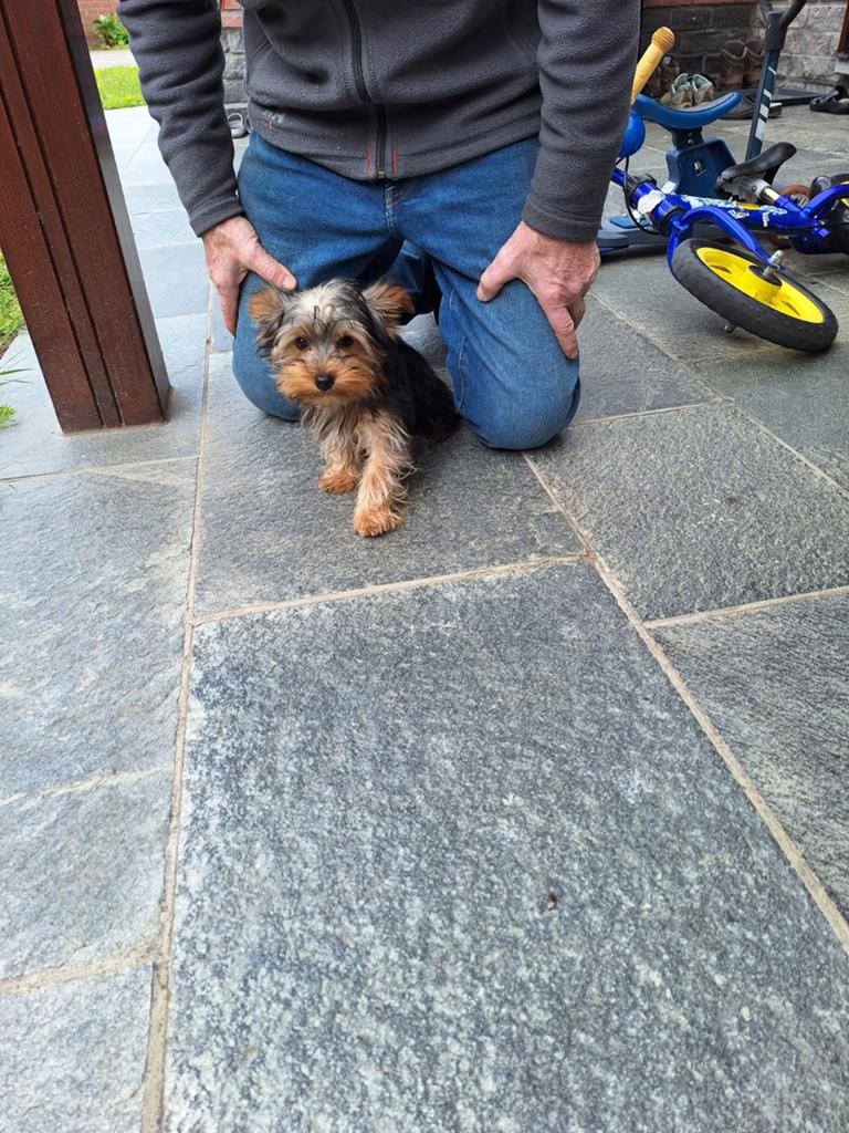 Yorkshire terriër pups, Yorkshire Terrier, Belgique, Plusieurs, Hépatite contagieuse (maladie de Rubarth)