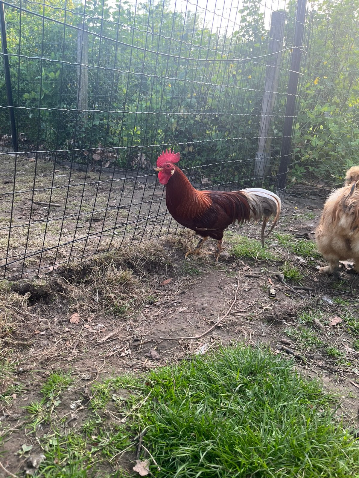 Haan te koop, Dieren en Toebehoren, Pluimvee, Mannelijk, Kip