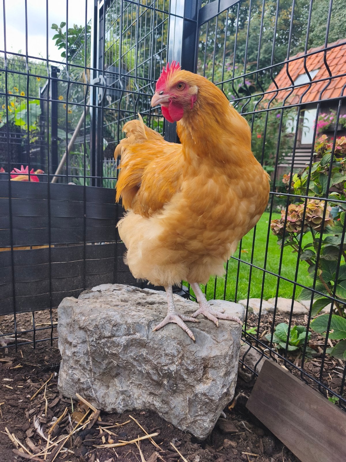 2 jonge orpinghton buff hanen te koop, Dieren en Toebehoren