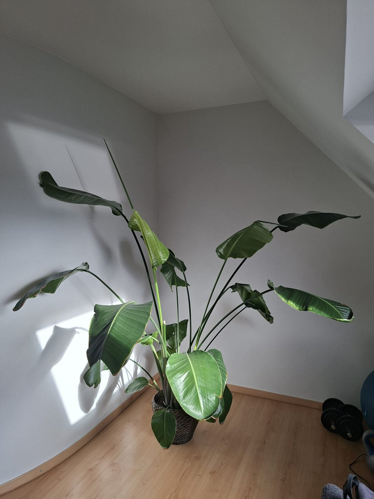 Plant Strelitzia, Huis en Inrichting, Ophalen