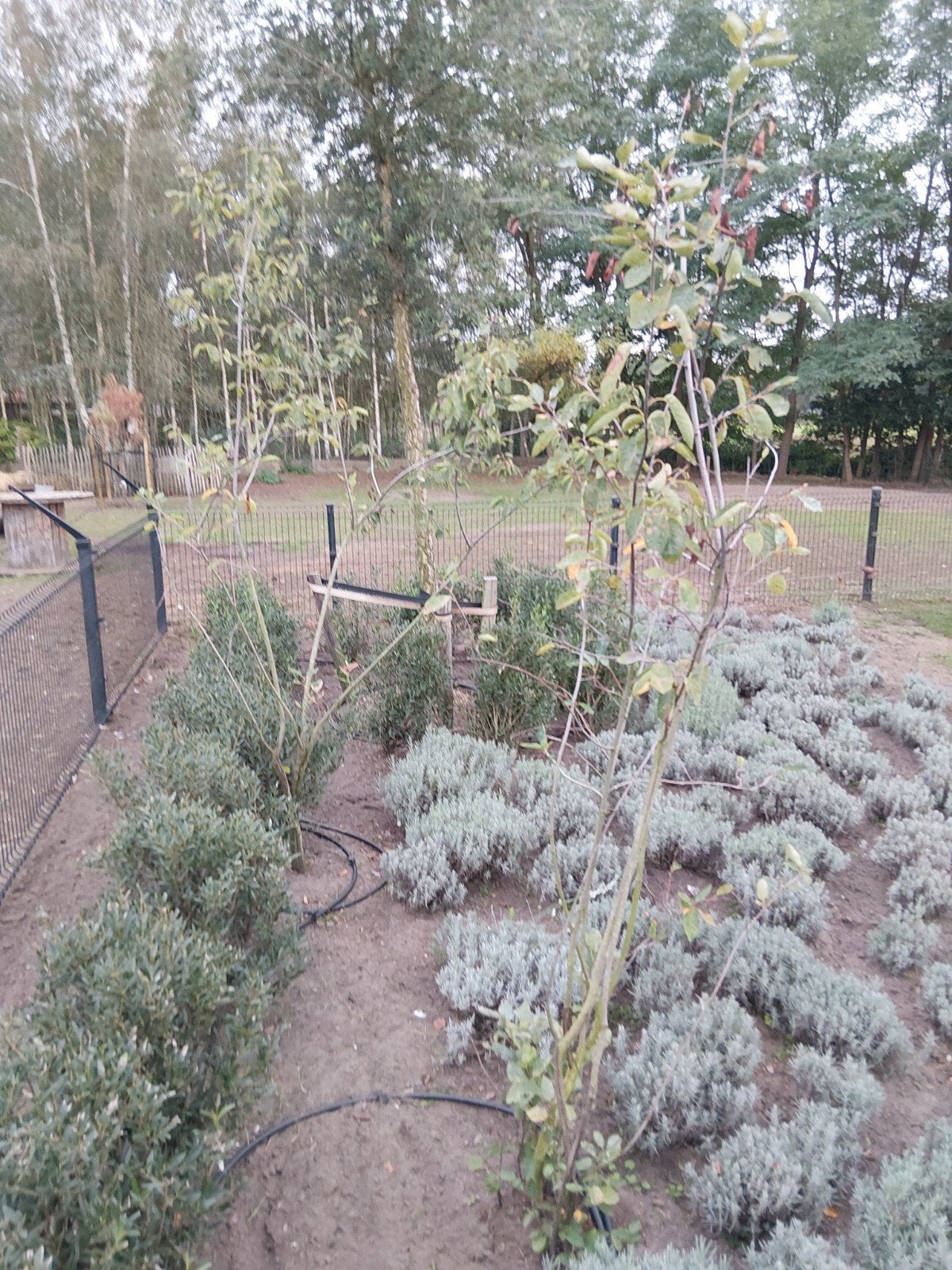 krentenboom, Enlèvement