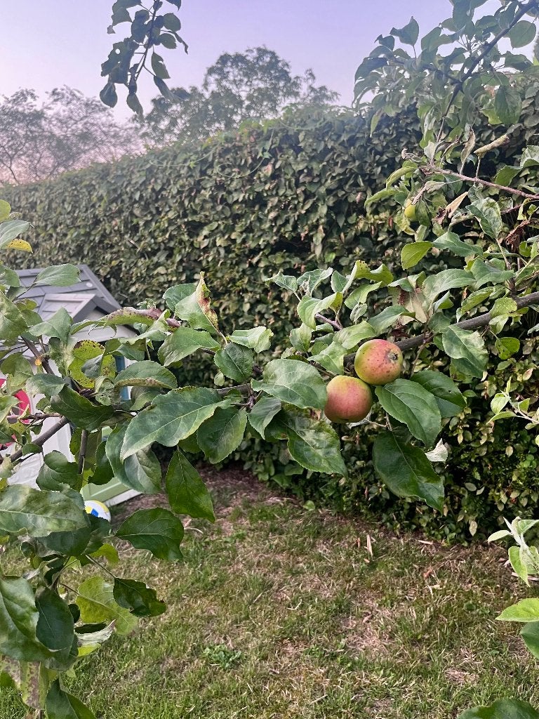 Appelboom, Tuin en Terras, Ophalen, Volle zon, Appelboom, 100 tot 250 cm