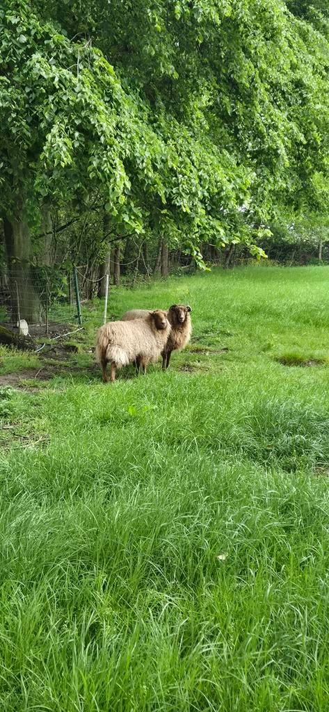 Oussant ooi + gecastreerde ram