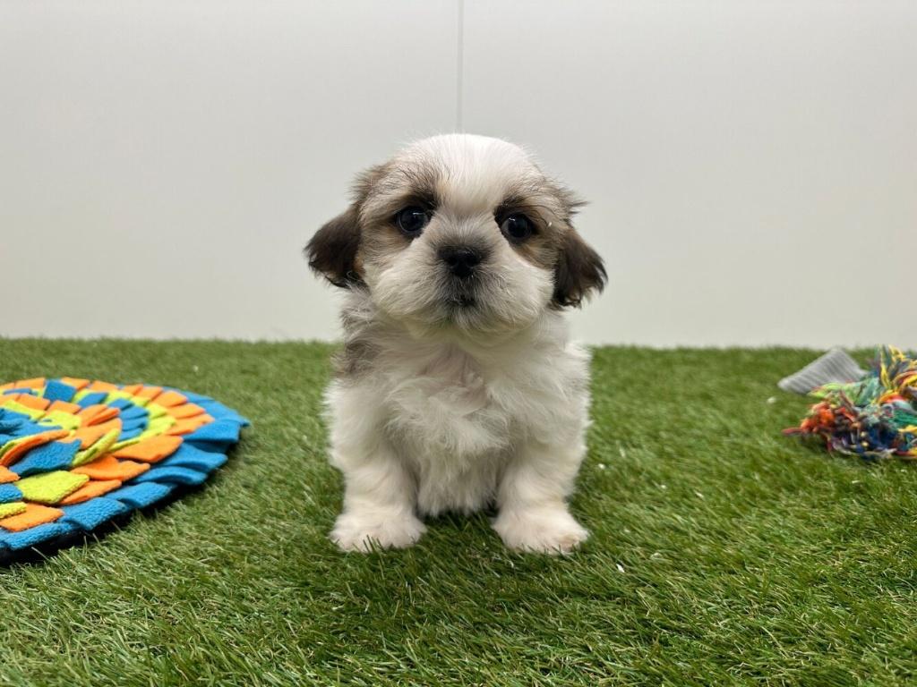 Shih Tzu pups, België, Overige rassen, 8 tot 15 weken, Parvo