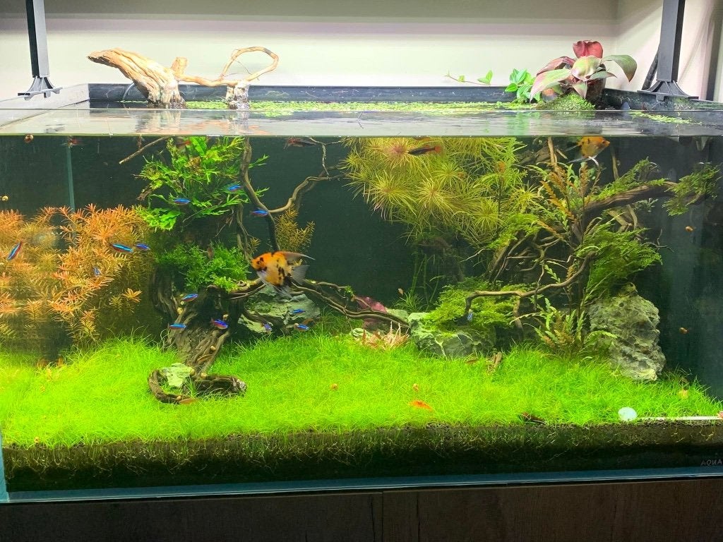 Aquarium, Dieren en Toebehoren, Vissen | Aquaria en Toebehoren, Zo goed als nieuw, Gevuld zoetwateraquarium, Inclusief planten
