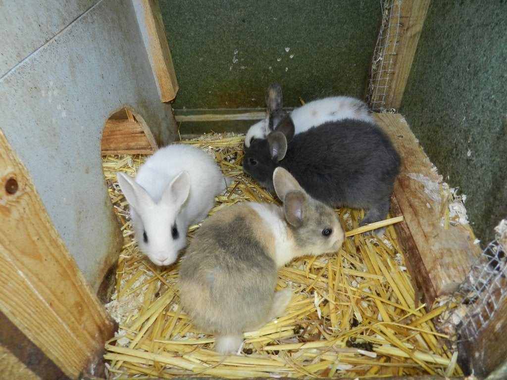 Dwergkonijnen, Dieren en Toebehoren, Meerdere dieren, Dwerg