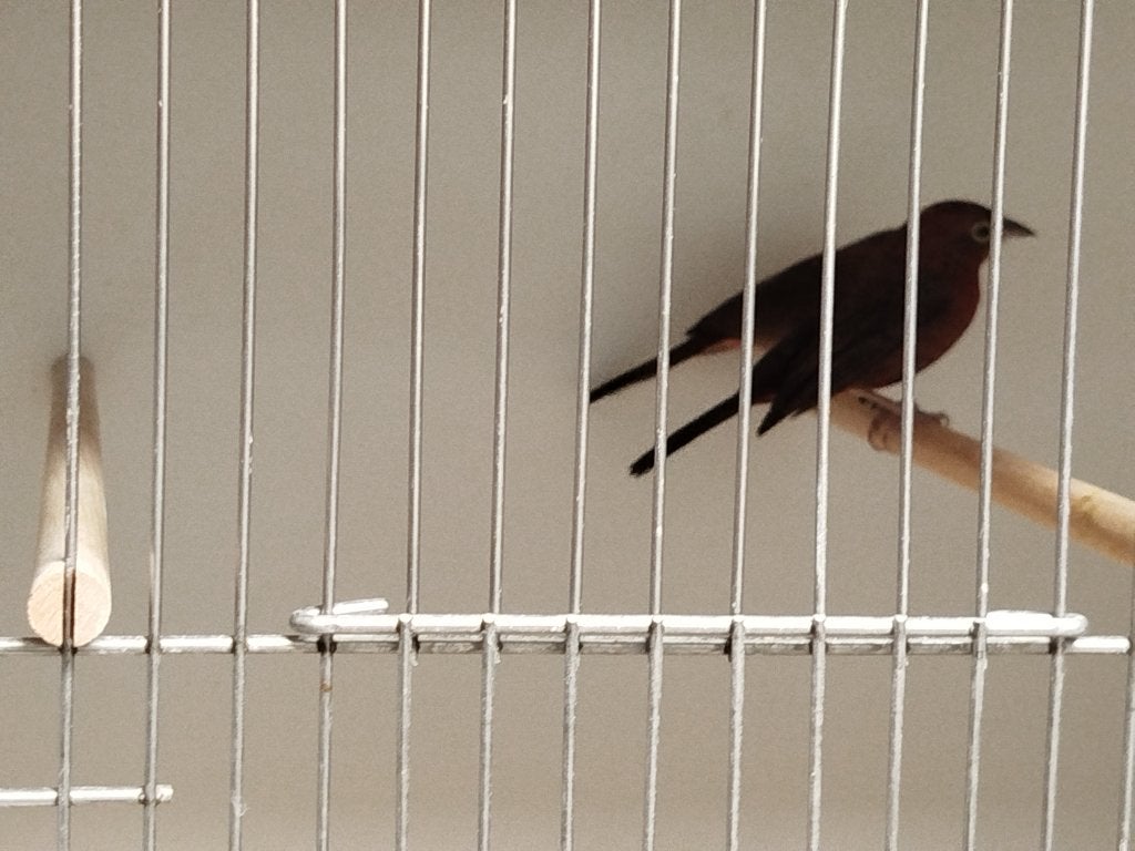 Rode kroonvink, Dieren en Toebehoren, Vogels | Overige Vogels