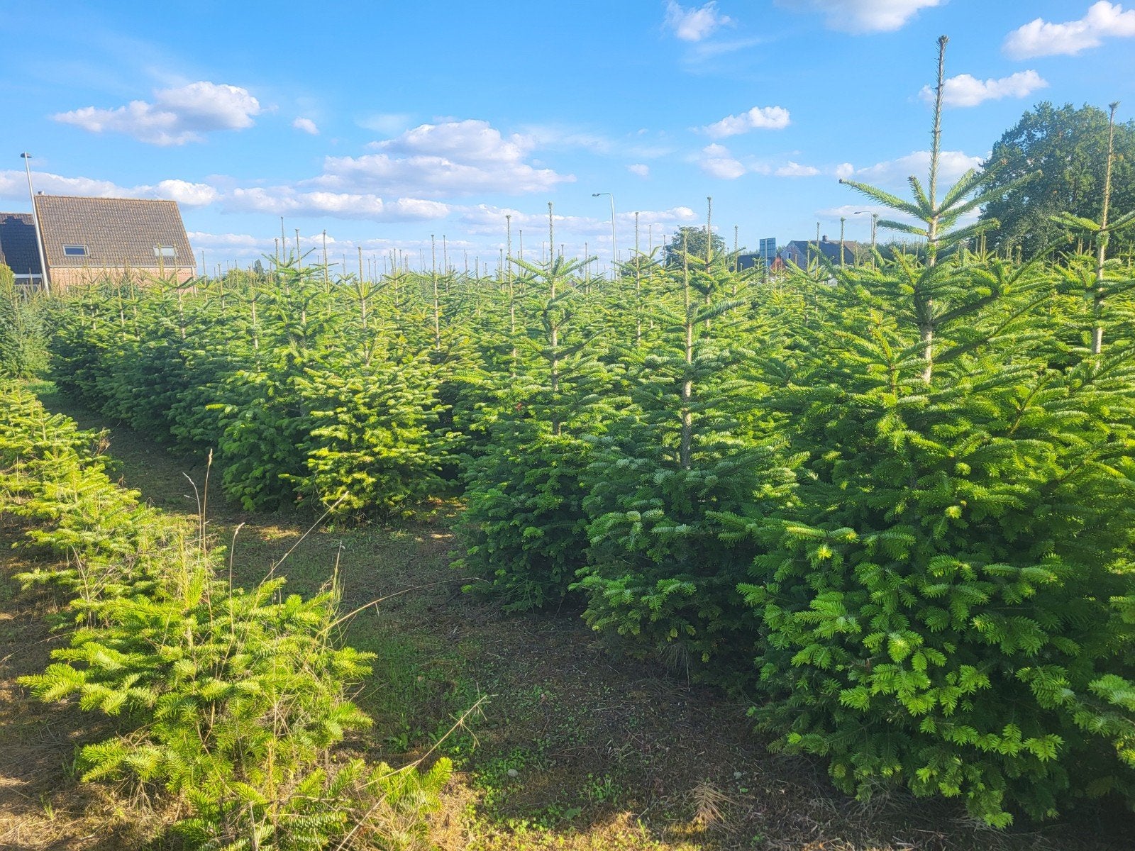 kerstbomen Nordmann, picea Abies en Omorika, Ophalen
