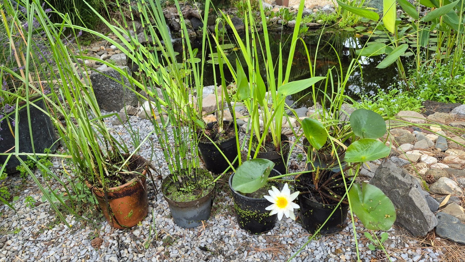 Lot de 9 places aquatiques pour étang avec nénuphar