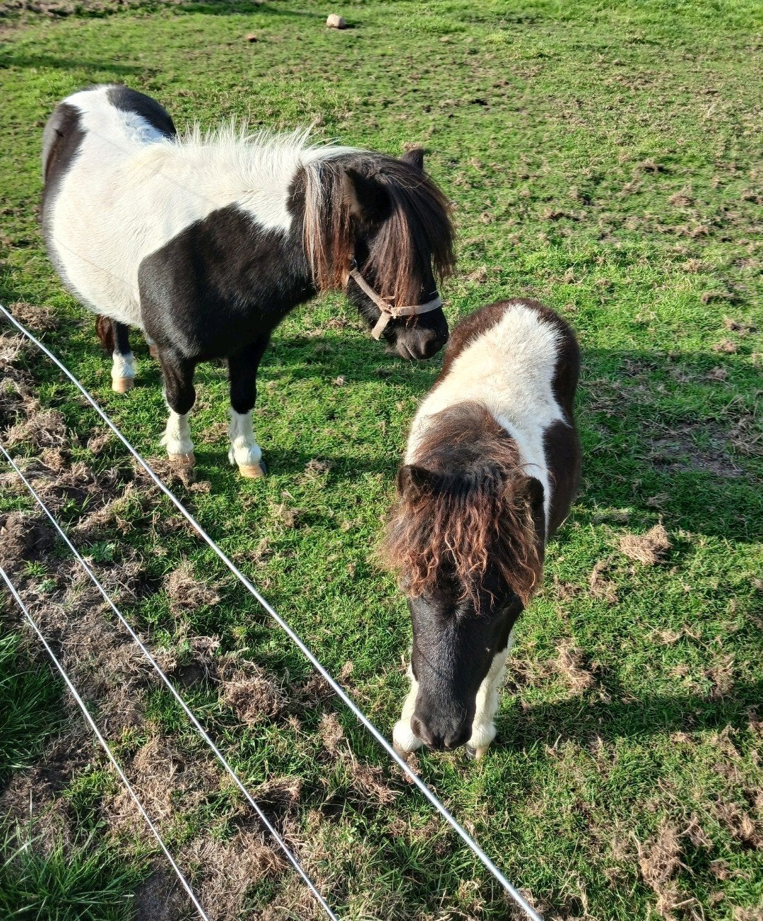 merrie met veulen, Dieren en Toebehoren, Meerdere dieren