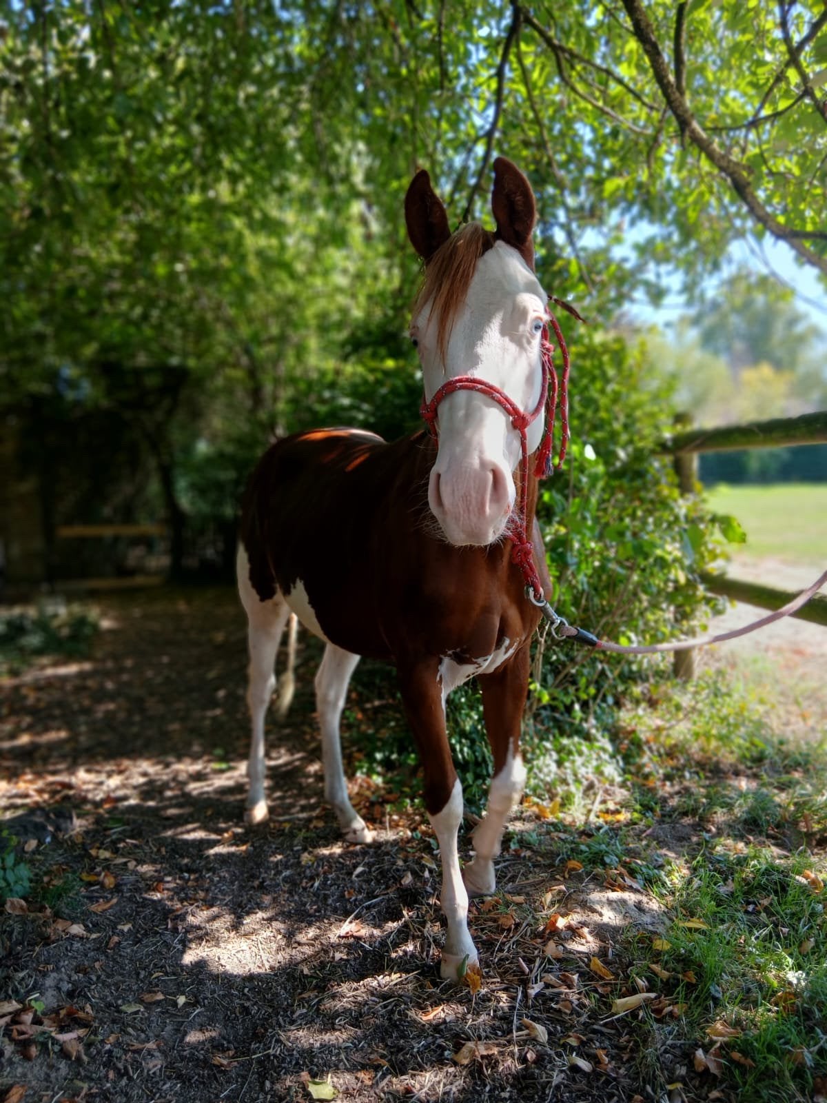 Quarter horse 2 jarige hengst, Dieren en Toebehoren, Minder dan 160 cm, Met stamboom, 0 tot 2 jaar, Westernpaard