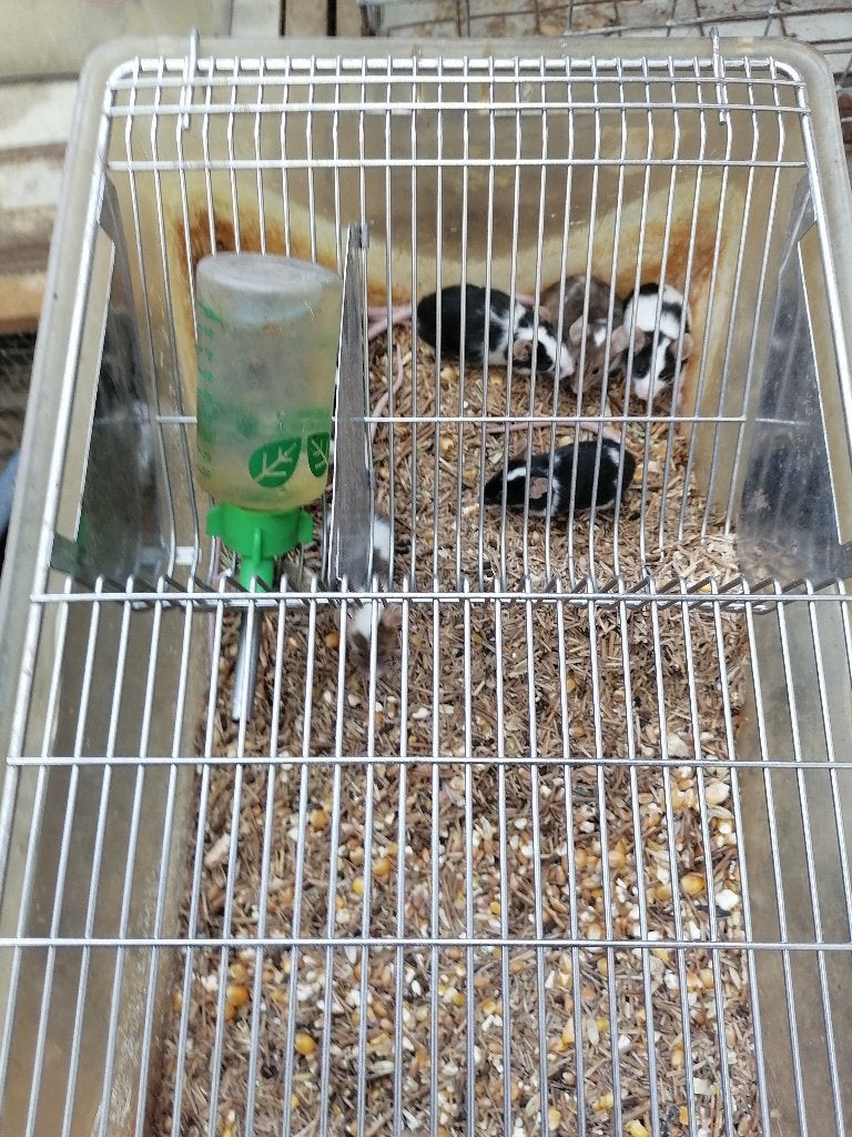10 voedermuizen, Dieren en Toebehoren, Mei, Meerdere dieren
