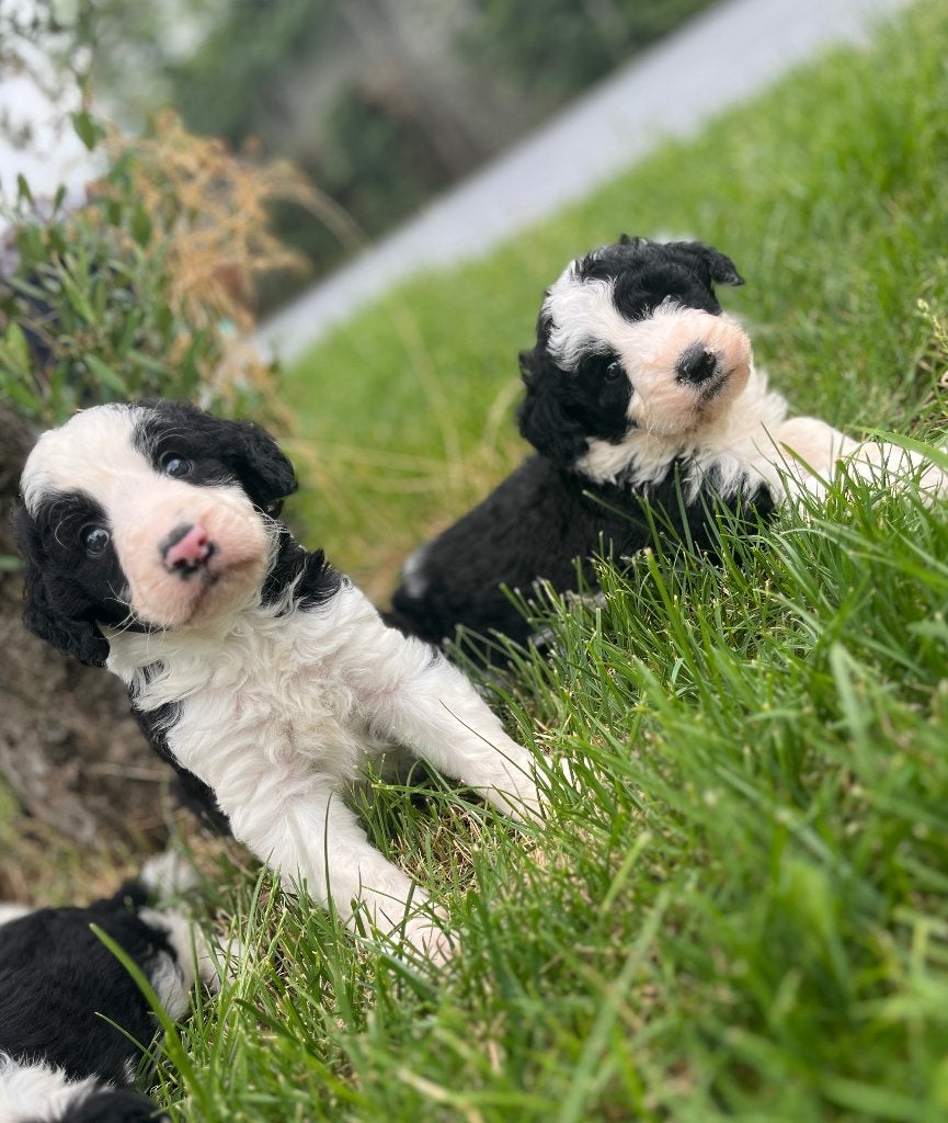 Knappe medium Doodle pups (border collie x poedel), Dieren en Toebehoren, Honden | Chihuahua's en Gezelschapshonden, Poedel, Parvo