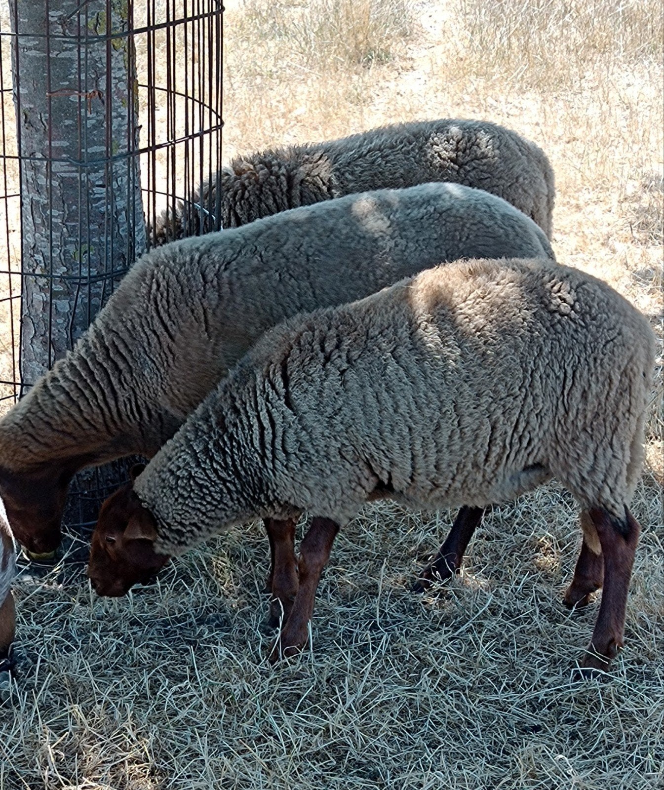 jonge Ardense Voskop ooi ingeschreven in stamboek Sle, Femelle, Mouton, 0 à 2 ans