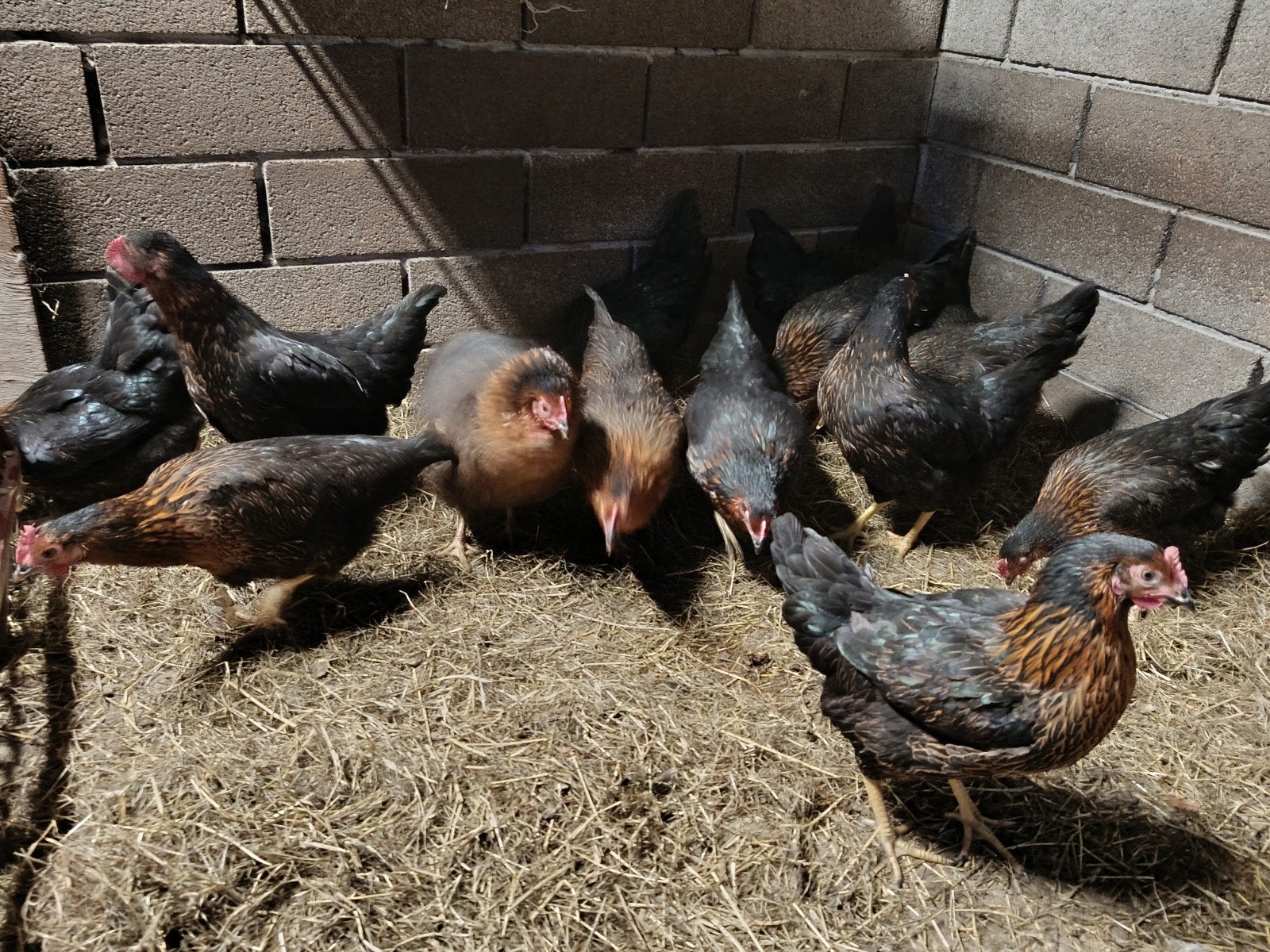 16 mooie harco toplegkippen, Poule ou poulet