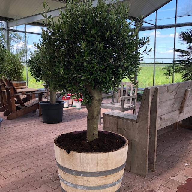 Wijnvaten beplant met mooie olijfbomen en palmen, Ophalen of Verzenden, Vaste plant