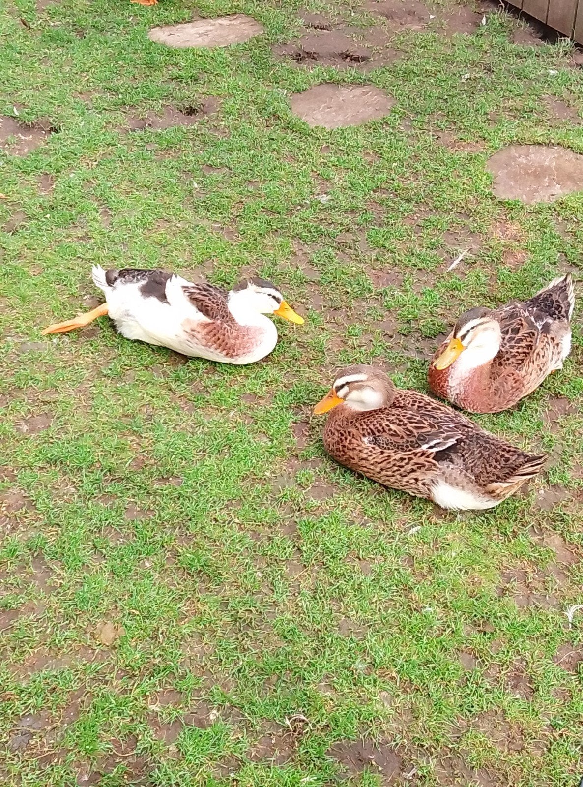goede thuis voor eenden (kinderboerderij)