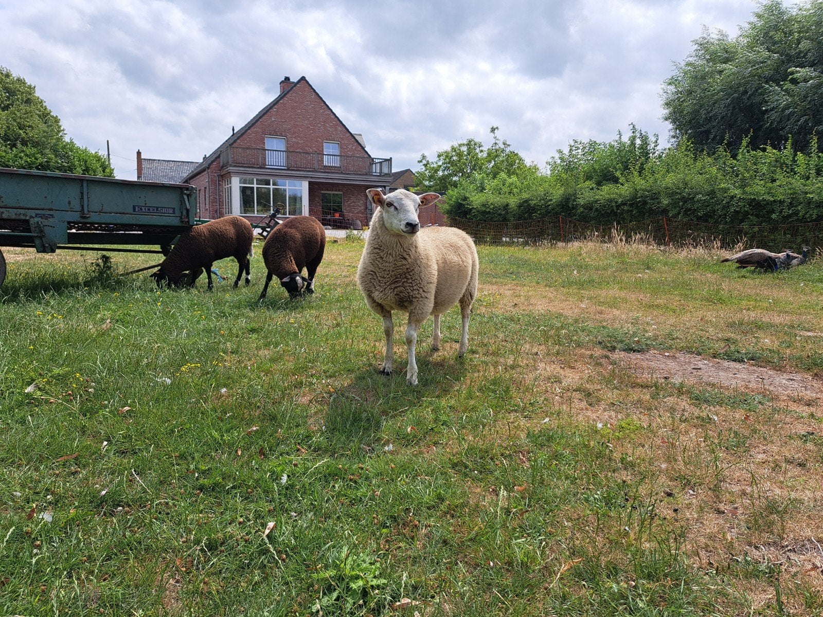 Raszuivere Swifter rammen, Dieren en Toebehoren