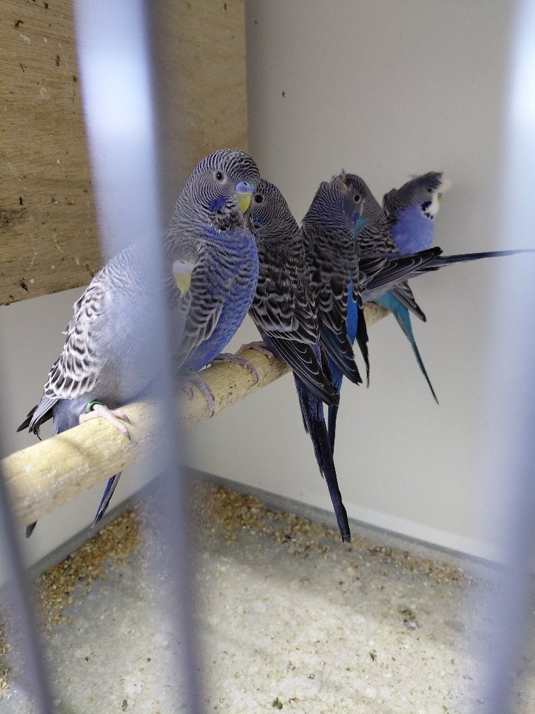 Blackfaceblackwing, blackface, Dieren en Toebehoren, Meerdere dieren, Parkiet, Geringd