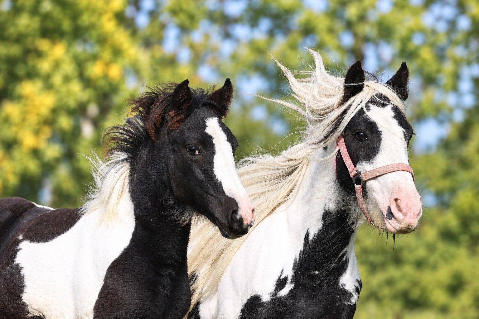 Prachtige merrie en veulen, samen of apart, Dieren en Toebehoren, Merrie