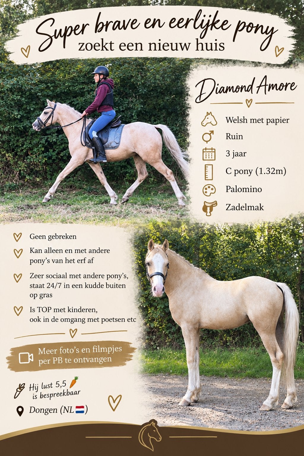 Brave eerlijke c pony, ruin, palomino, Dieren en Toebehoren, Met stamboom, Ruin, Zadelmak, 3 tot 6 jaar