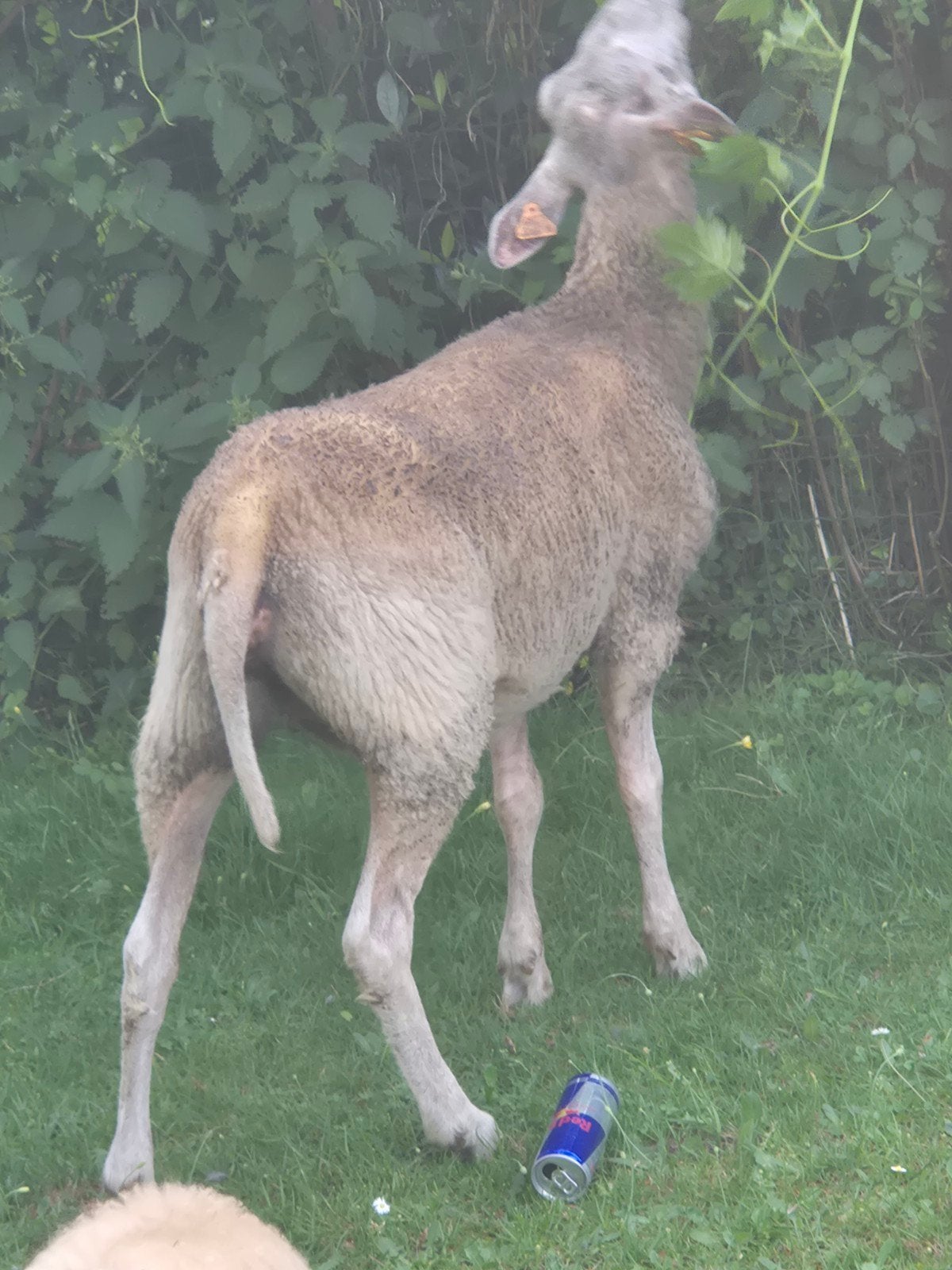 Oii, Dieren en Toebehoren, December