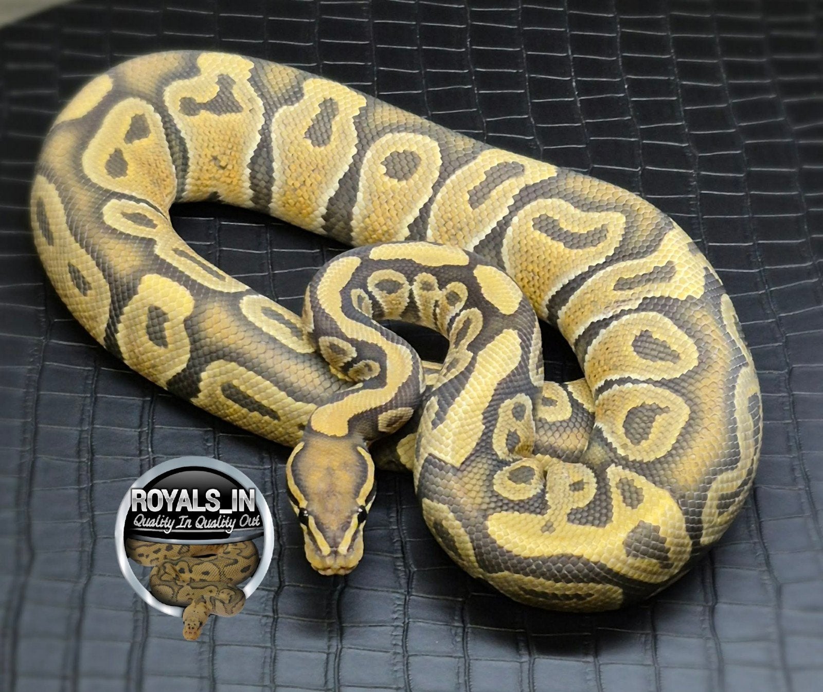 Python regius Ball Python - male for sale from ROYALS_IN