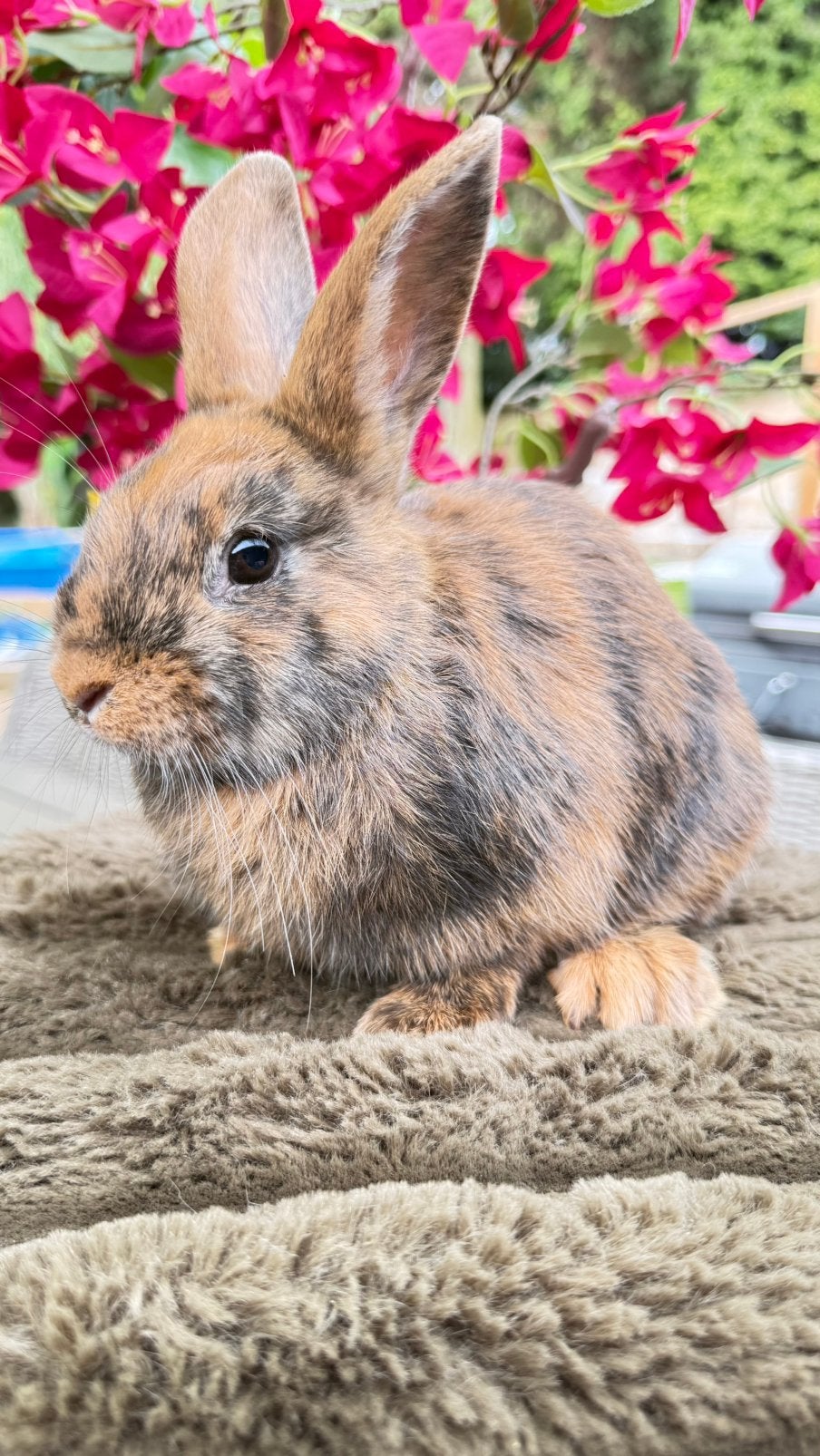 Deze mooie voedster ( half satijn ) nag verhuizen, Animaux & Accessoires, Lapins
