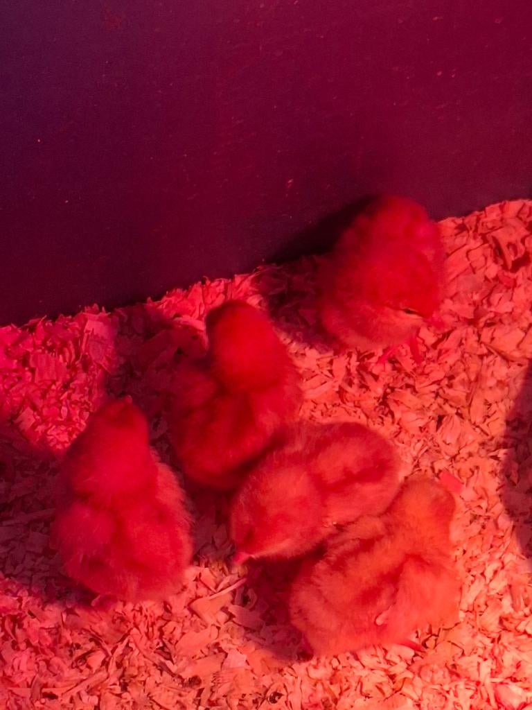kuikens, Dieren en Toebehoren, Vrouwelijk, Kip