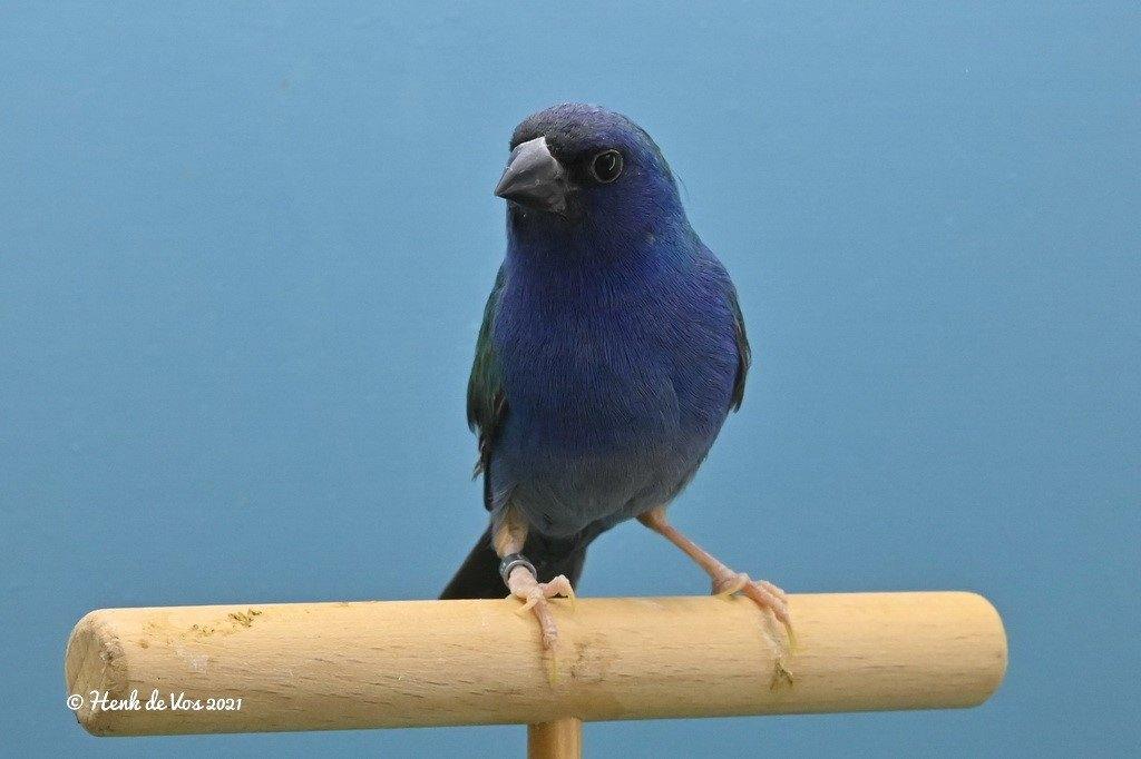 GEZOCHT Forbes Papegaaiamandine man, Dieren en Toebehoren, Mannelijk, Tropenvogel