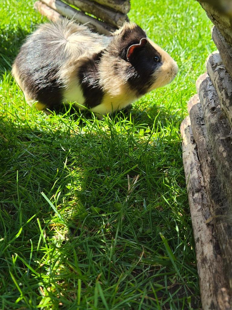 Cavia beertje, Cavia, Mannelijk, December, Tam