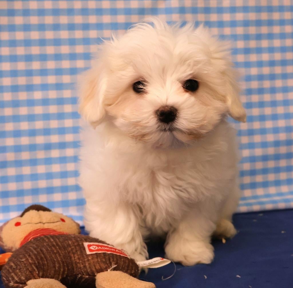 Super leuke Maltezer pups!, Dieren en Toebehoren, Maltezer, 15 weken tot 1 jaar, Reu, Buitenland