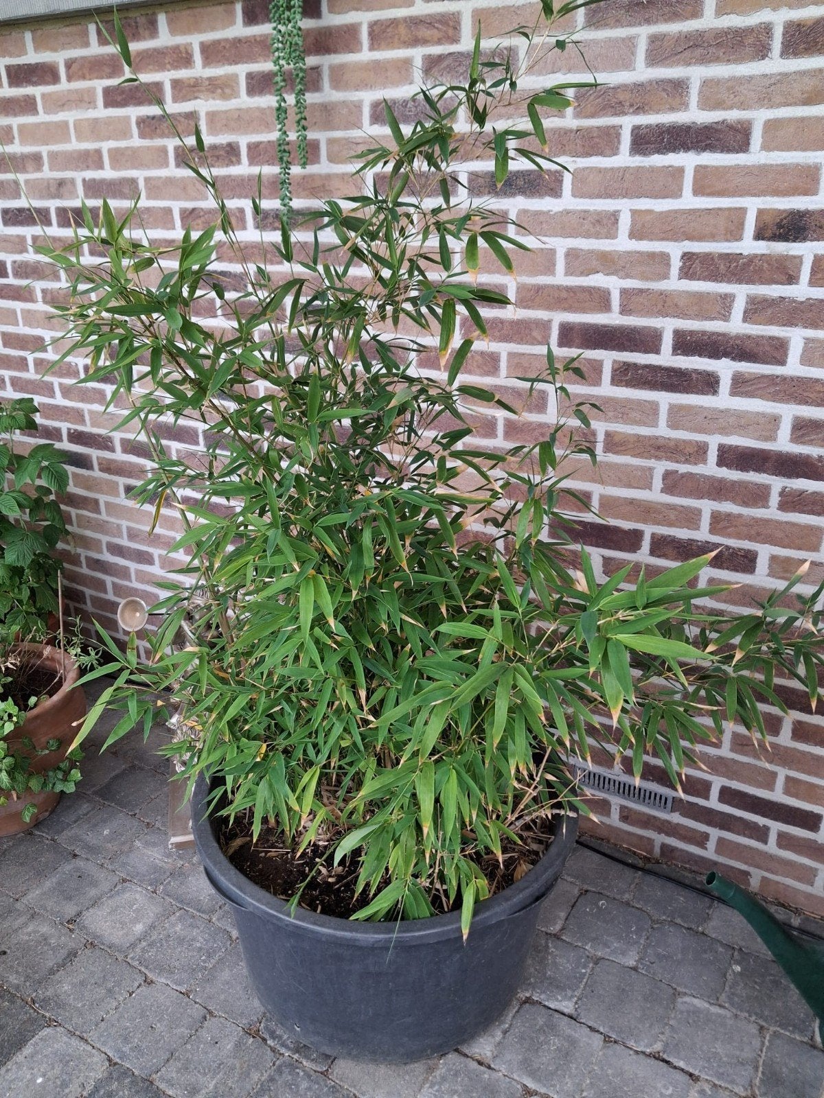 Prachtige, volle Fargesia Bamboe – Niet-woekerend, Jardin & Terrasse, Plantes | Arbustes & Haies, Enlèvement, Bambou